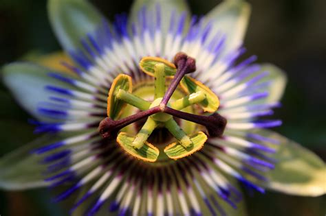 Passion Flower - Desert Willow Botanicals