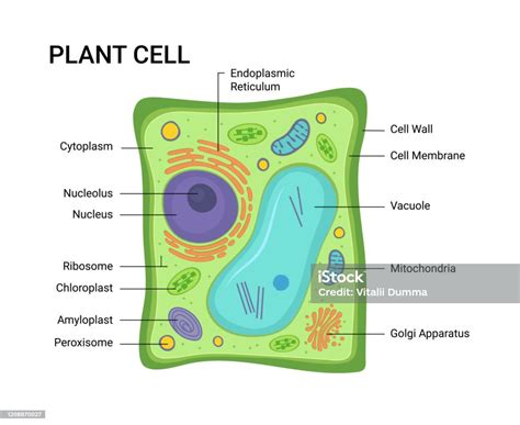Vector Illustration Of The Plant Cell Anatomy Structure Educational Infographic Stock ...