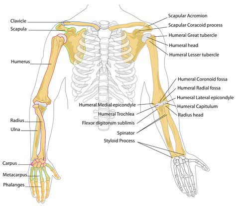 Arm Bone Names Diagram