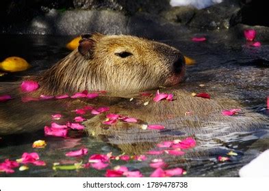 Capybara Hot Spring Stock Photo 1789478738 | Shutterstock