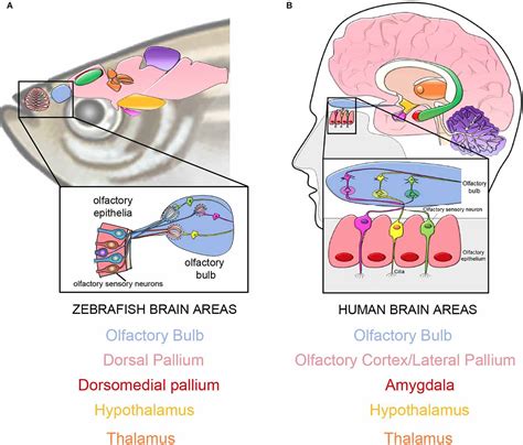 Piriform Cortex Anatomy