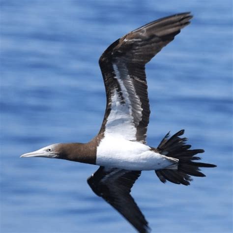 Common Seabirds of Maui County - Extended Horizons | Dive Maui & Lanai