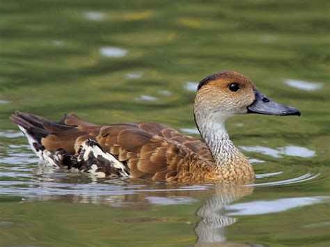 West Indian whistling duck - Alchetron, the free social encyclopedia