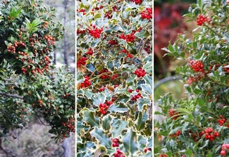 10 Types of Holly Bushes and Trees for your landscape (Identification Guide) | Holly bush, Holly ...