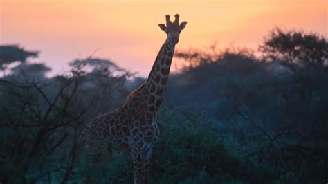 10 BEST South Africa Safari Experiences (For All Budgets!)