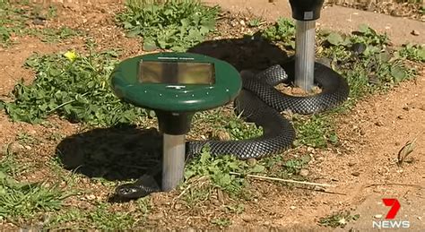 Do Solar Powered Snake Repellents Truly Work: Here’s the Truth! – Outdoor Solar Gear Guys