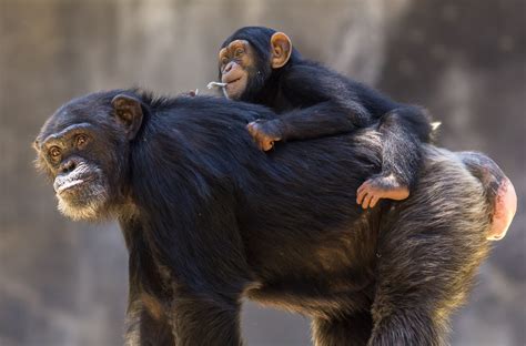 Download Monkey Primate Baby Animal Love Animal Chimpanzee 4k Ultra HD Wallpaper by Robert Moran