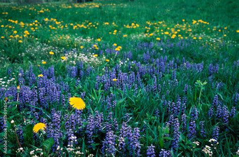 Grass and spring flowers blooming on nature Stock Photo | Adobe Stock