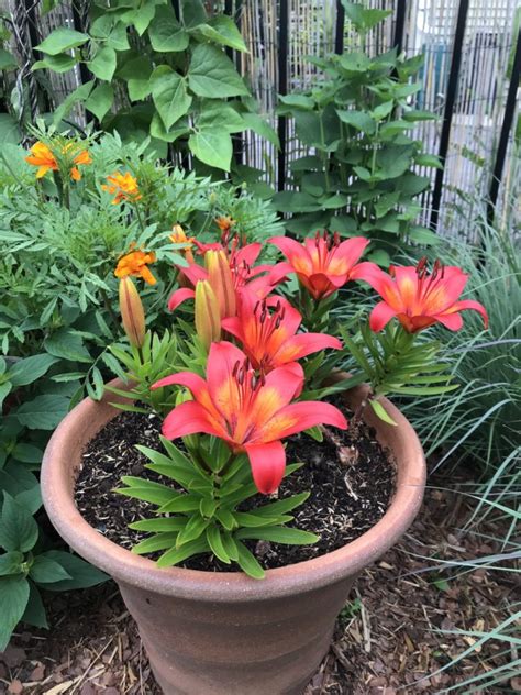 Growing Lilies in Containers - My Northern Garden