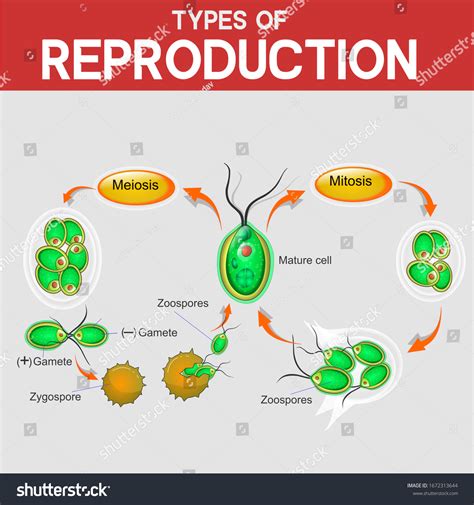 Types Reproduction Meiosismitosis Biology Chart: Hình minh họa có sẵn 1672313644 | Shutterstock