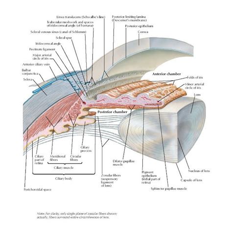 Pin on Head and Neck Anatomy