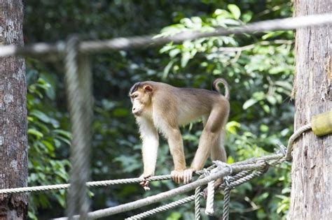 The Wildlife of Borneo - A Photo Essay - Reflections Enroute