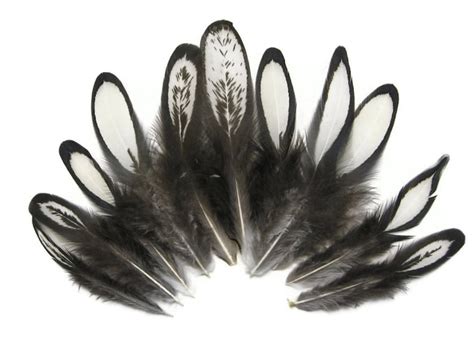 Hen Feathers 1 Dozen Natural White Whiting Farms Laced Hen - Etsy