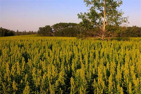 Quinoa crops flourish so far across Prairies - AGCanada - AGCanada