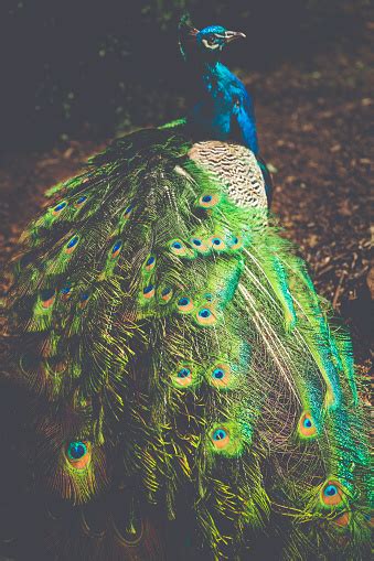 Peacocks Cataract Gorge Stock Photo - Download Image Now - Australia, Bird, No People - iStock