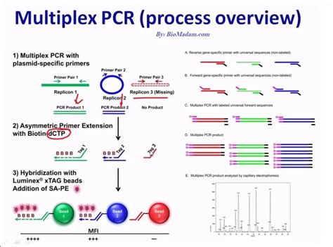 Types of PCR - Common Kinds of Polymerase Chain Reaction - BioMadam