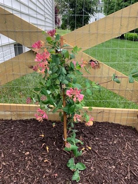 23 Different Types of Honeysuckle Varieties You Can Grow