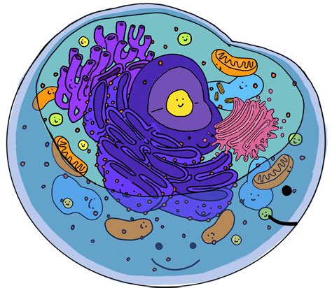 What Are Organelles? - Expii