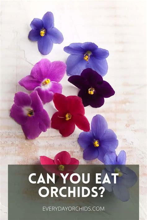 Are Orchids Edible? Fun Facts And How To Use Them - Everyday Orchids