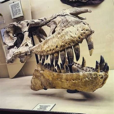 Crâne de Tarbosaurus | Fossils, Dinosaur fossils, Dinosaur bones