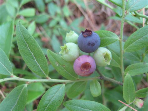 Maine Blueberries | ChrisDag | Flickr