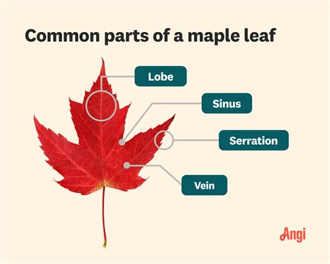 What Does A Maple Tree Look Like? The Types of Maple Trees