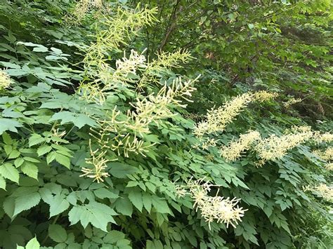 Aruncus dioicus-Goat's beard - Klamath Siskiyou Native Seeds