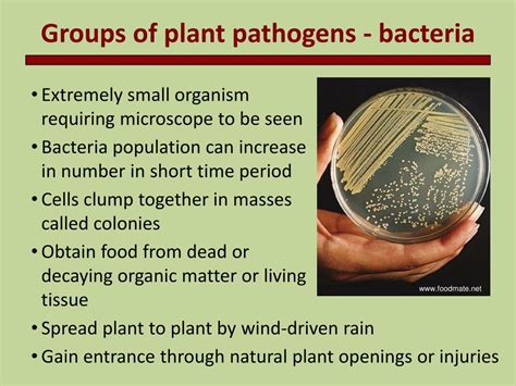 PPT - Introduction to Plant Pathology PowerPoint Presentation, free ...