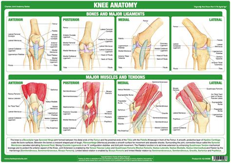 Knee Joint Anatomy Chart – Chartex