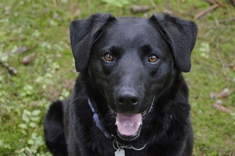 Schwarzer Hund Braune Augen Tier - Kostenloses Foto auf Pixabay