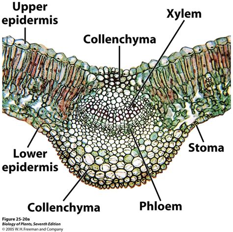 Cross Section Of Leaf Xylem And Phloem