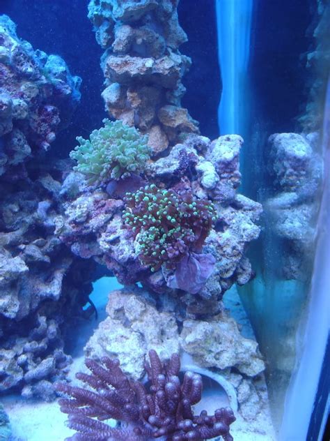 Frogspawn Coral - Reef Aquarium