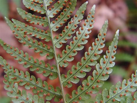 Dryopteris marginalis (marginal wood fern): Go Botany