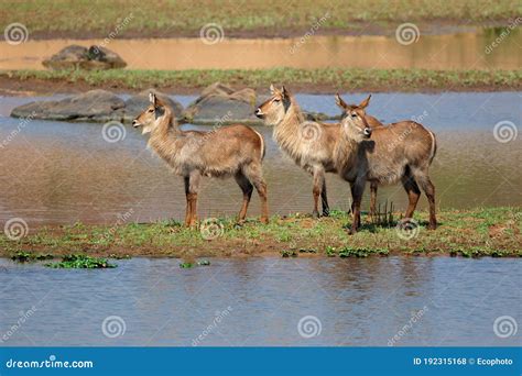 Female Waterbuck in Natural Habitat Stock Photo - Image of habitat, natural: 192315168