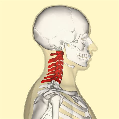 Cervical vertebrae - Wikipedia