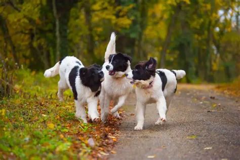 Landseer Dog: Price, Temperament, Lifespan - PetTime