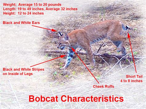 Bobcat – DFW Urban Wildlife