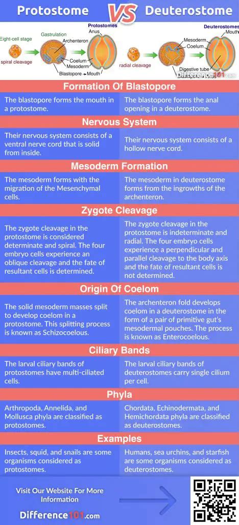 Protostome vs. Deuterostome: Top 7 Differences with Examples ...