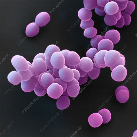 Enterococcus Faecalis Vs Faecium