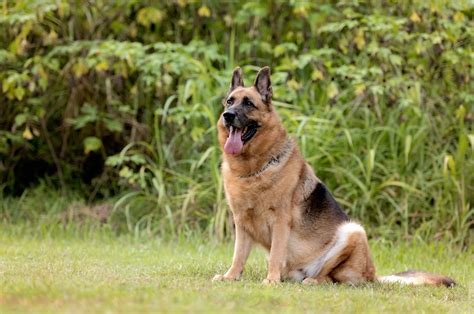 6 Explanations Of What Does German Shepherd Tail Wagging Mean