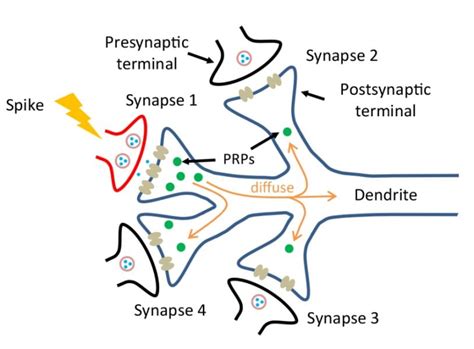 Toward brain-like computing: New memristor better mimics synapses | The ...