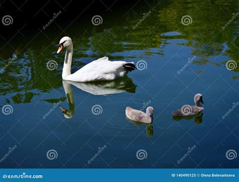 A Swan with Babies are Swimming in the City Lake. Stock Image - Image ...