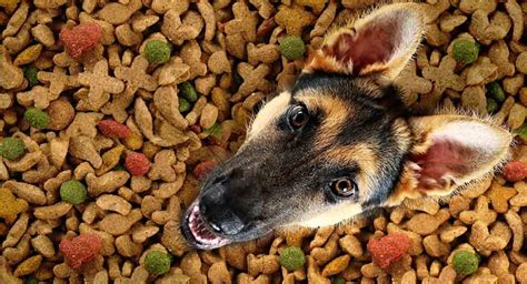 Best Dog Food for German Shepherd Dogs Young and Old