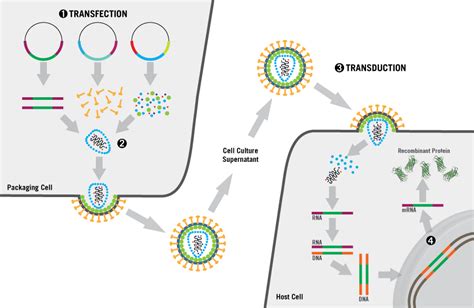 Sopachem Life Sciences TransIT®-Lenti Transfection Reagent - Sopachem ...