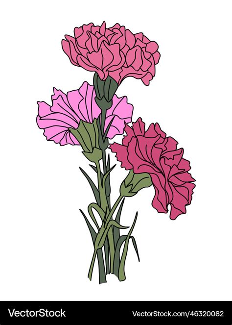 Carnation january birth month flower art Vector Image