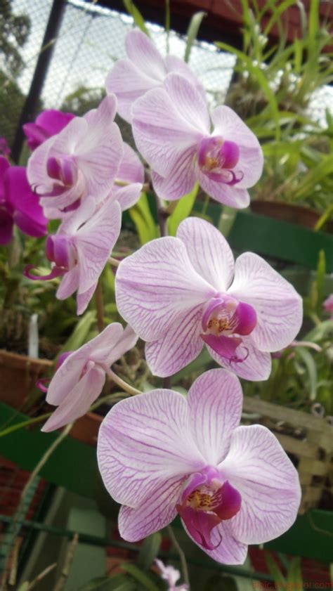 Srilanka Nature Wallpapers: Srilanka Orchid Flower Set 1