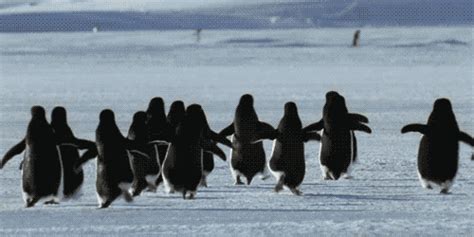 Animals snow penguin GIF on GIFER - by Ni