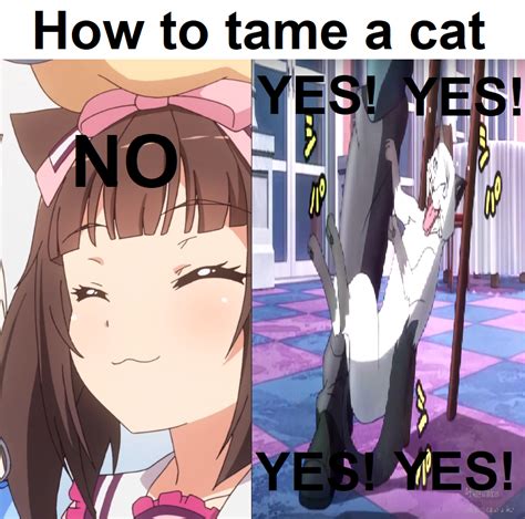 How to tame a cat(girl) [original meme I swear] : r/Animemes