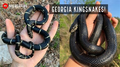 Crazy Variable Kingsnakes! Spring Herping in West Georgia - YouTube