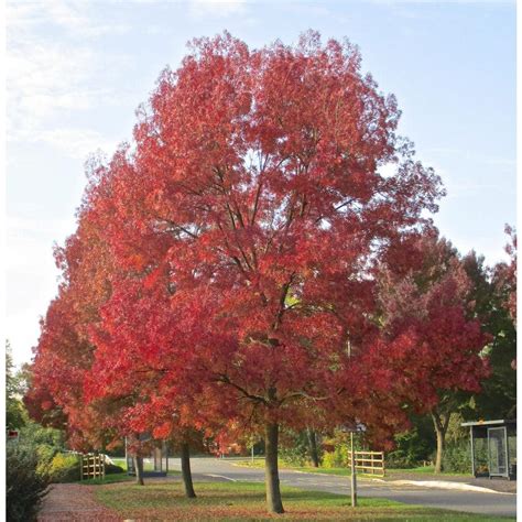 Online Orchards 3 ft. - 4 ft. Purple Autumn Ash Tree Bare Root SHRM003 - The Home Depot